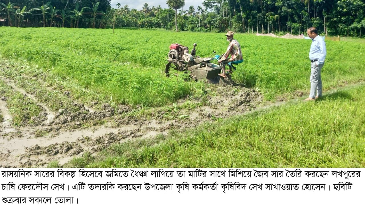 ফকিরহাটে বাড়ছে ধৈঞ্চা চাষ, কমছে রাসায়নিক সারের ব্যবহার